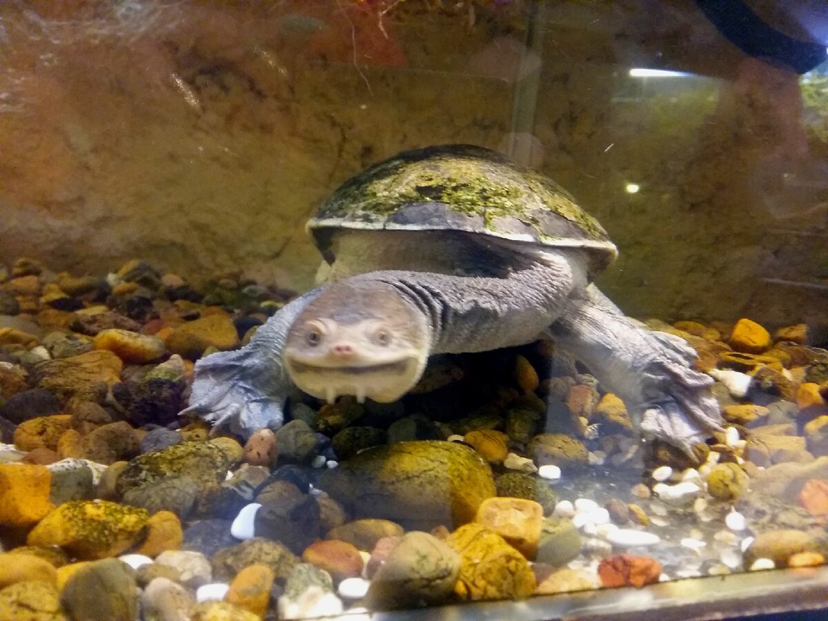 "Прынцев всем подавай, на нормальных черепашек никто не смотрит")))