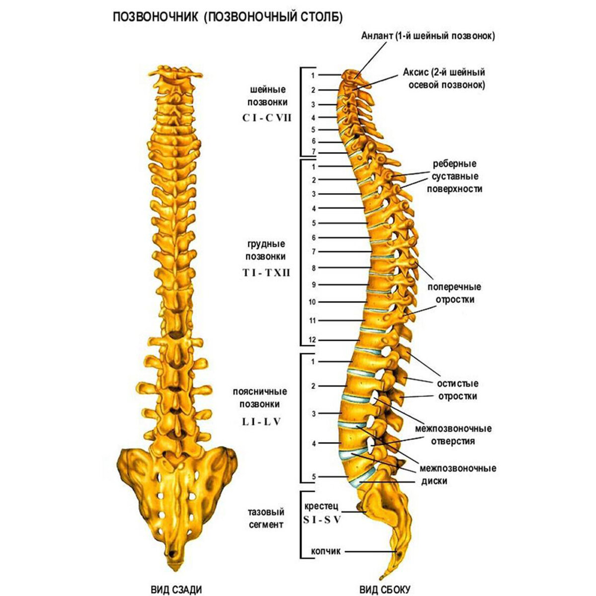 Позвоночник человека (позвоночный столб).