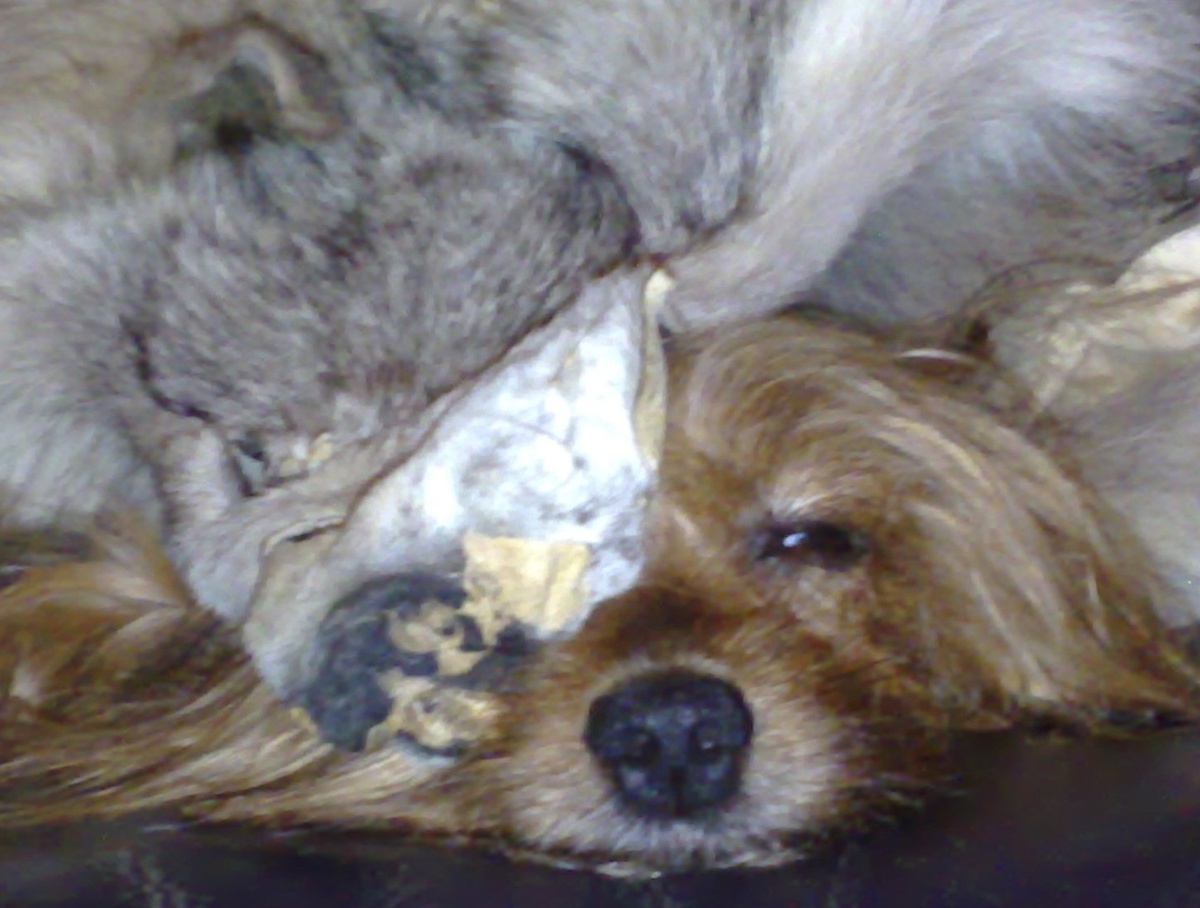 Йорик в волчьей шкуре