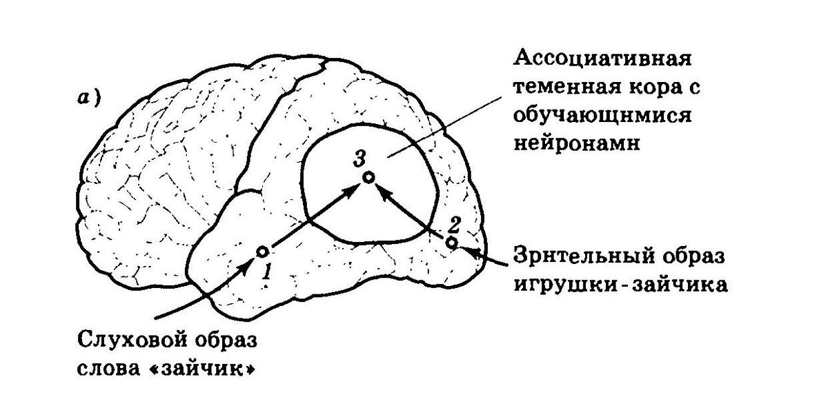 Москва нейрофизиология