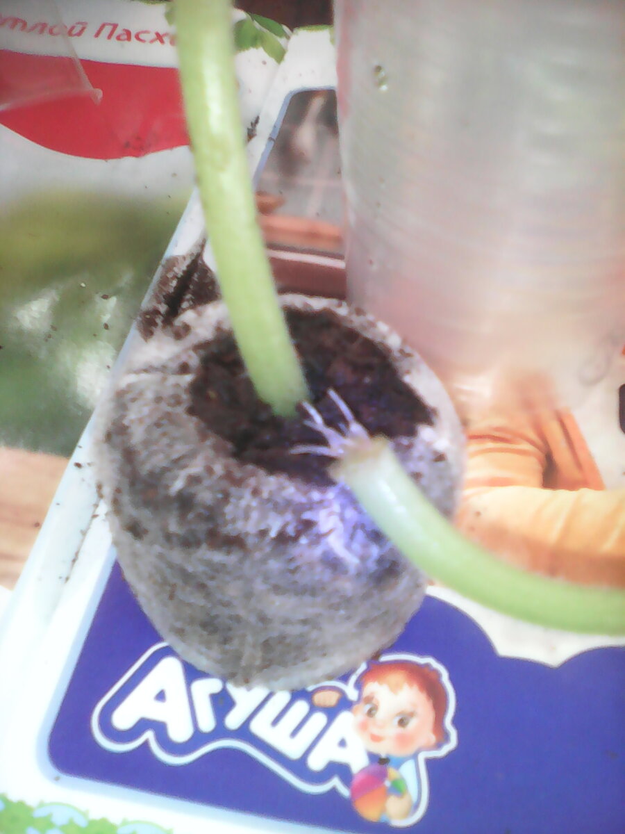 Спустя неделю в воде