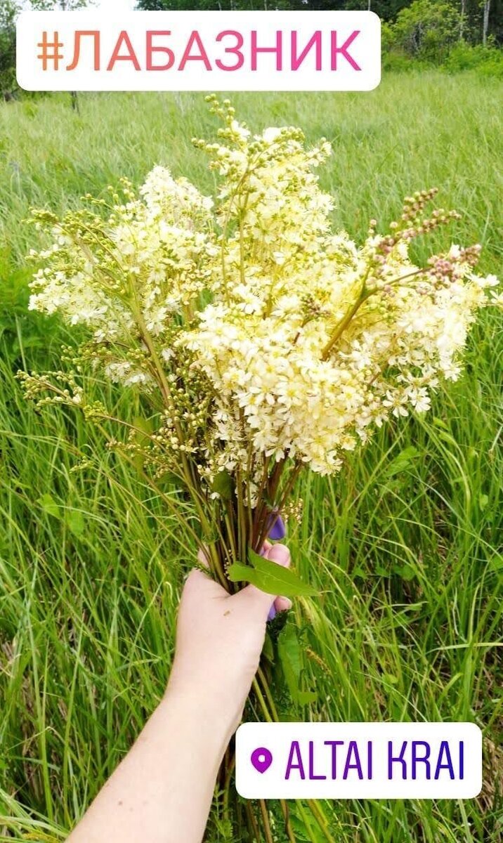 лабазник полевой