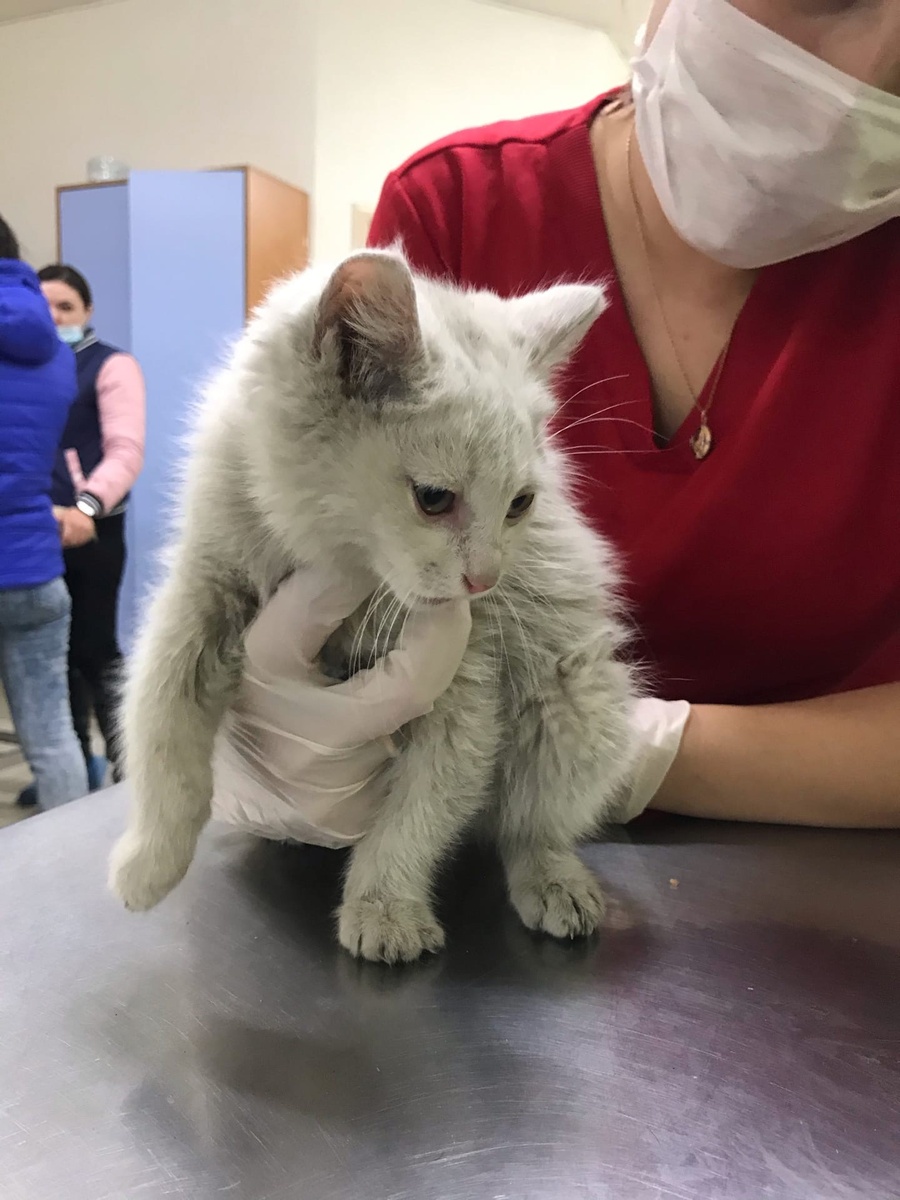 новый питомец в клинике