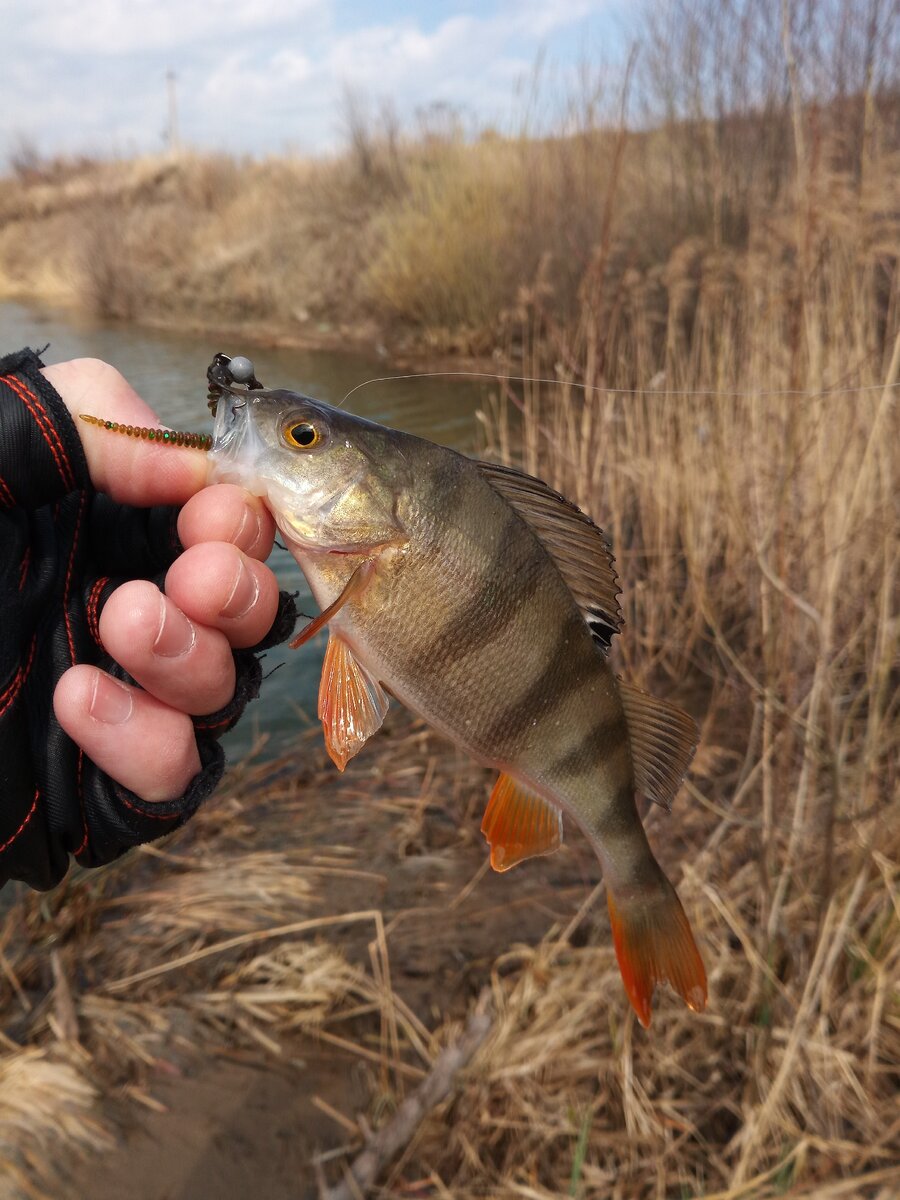 Окунь на King Leech.