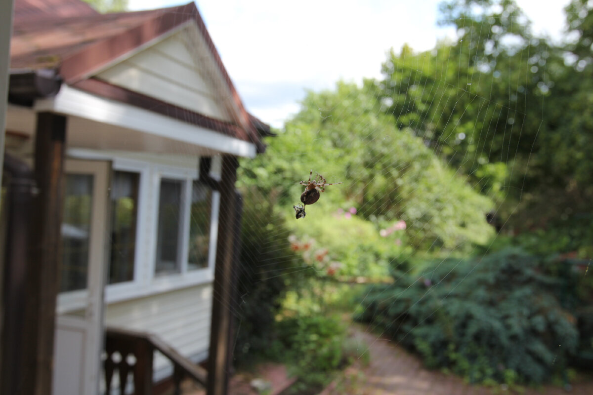 За окном, как обычно, кто-то кого-то ест