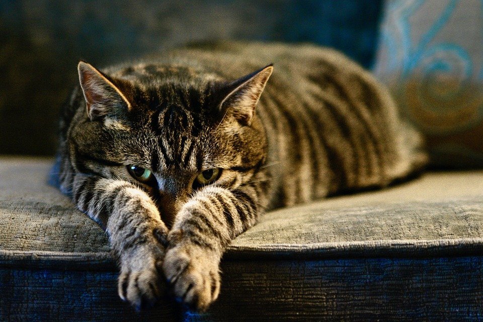 Ну, Табби, фамилия такая..