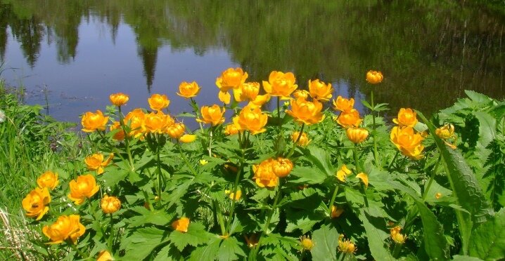 Купальница азиатская Trollius asiaticus