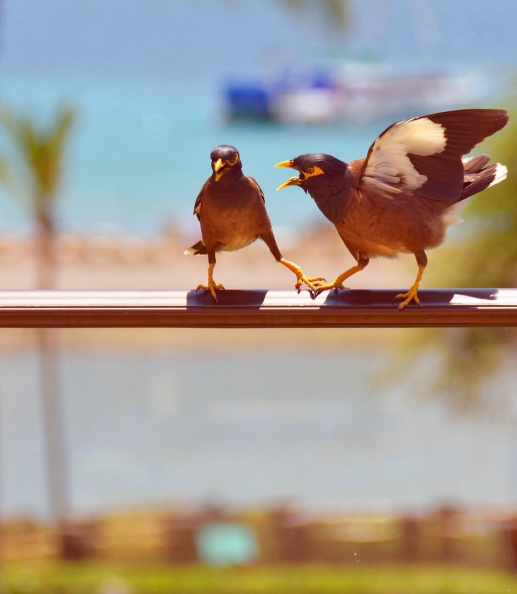  Они не обращают внимания на чувства других людей. Это настоящие тираны, которые доводят других до слез. 
