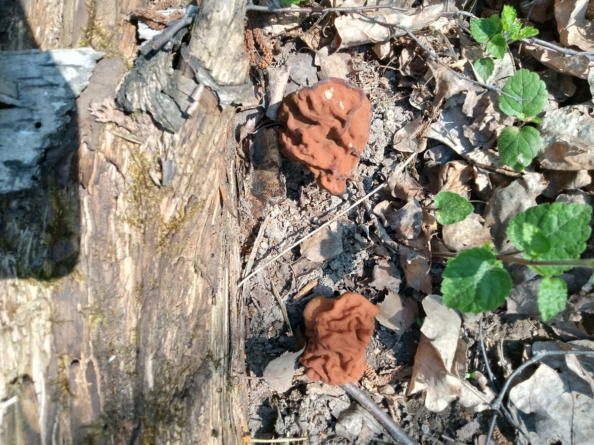 Строчки попадались редко и небольшими полянками.
Фото автора