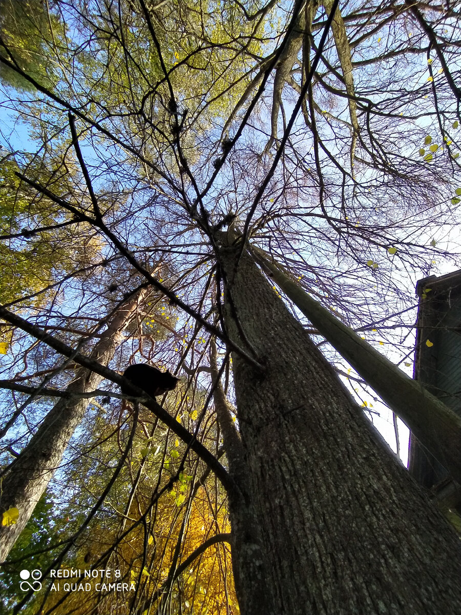 Всем привет! Давно не писала, но это вот не могу не рассказать. Было очень и очень смешно. ))) История про мою кошку старшую, ее зовут Дели 😁😁😆😂🤣
