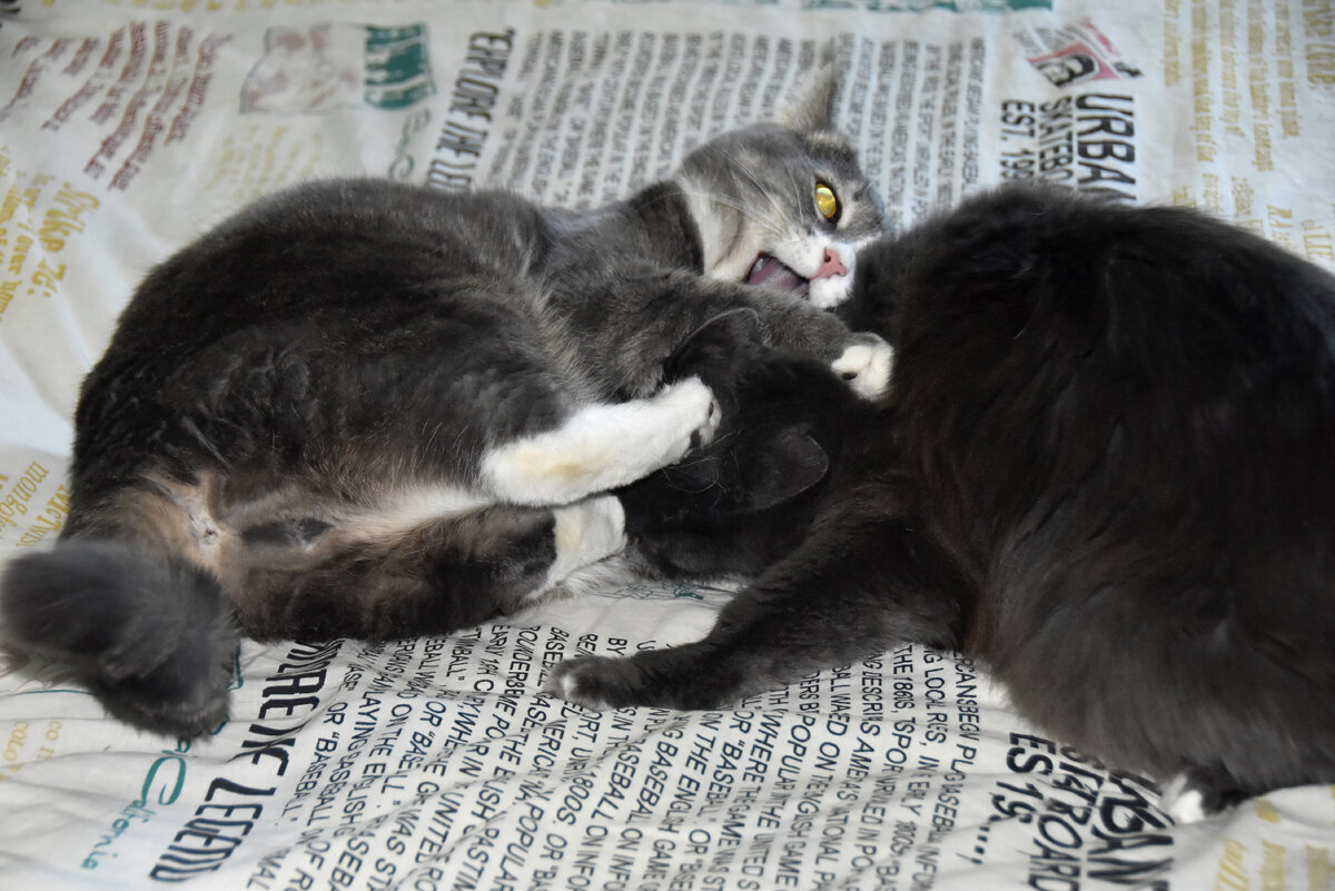 Котя & Дымок