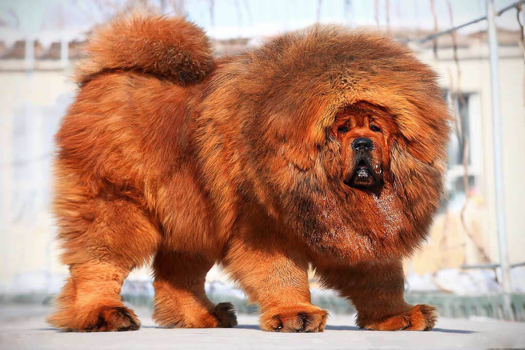 Фото с сайта jdogs.ru