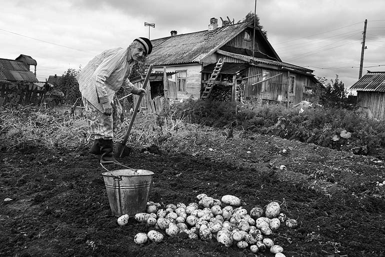 Бабушка картошку. Огород крестьян. Бабушка копает картошку. Дед с картошкой в огороде. Бабушка в огороде у картошки.