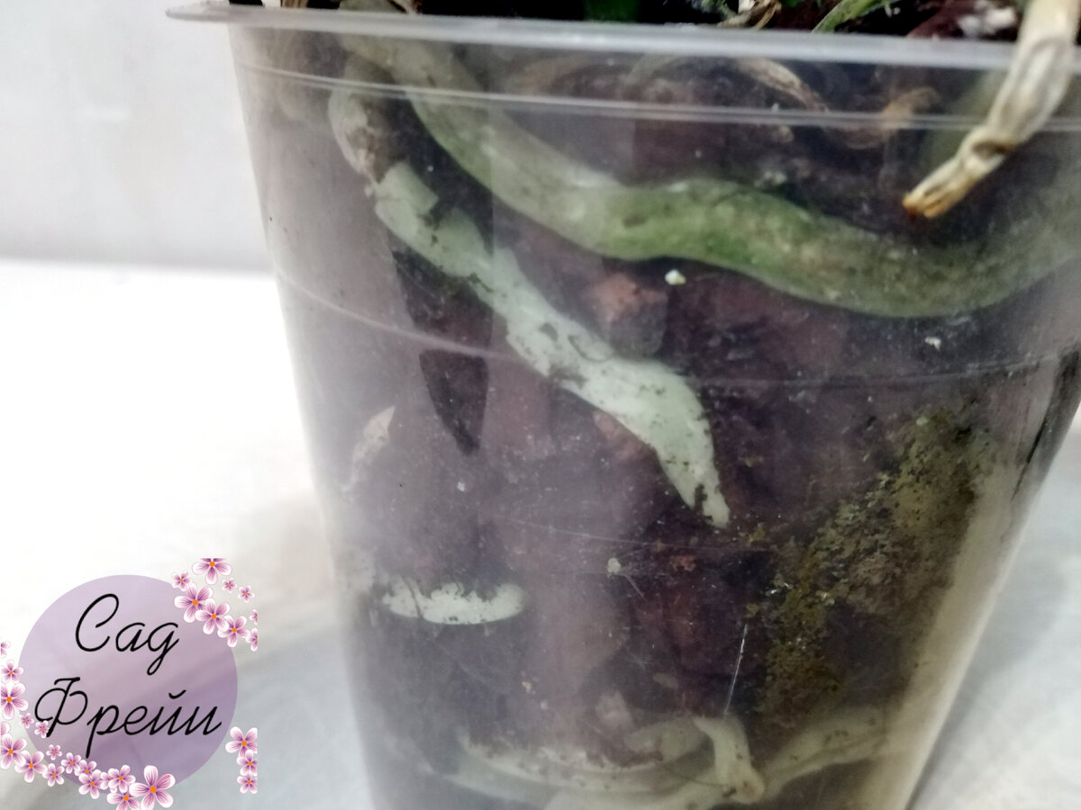 ... но корни внутри горшка оказались крепкими