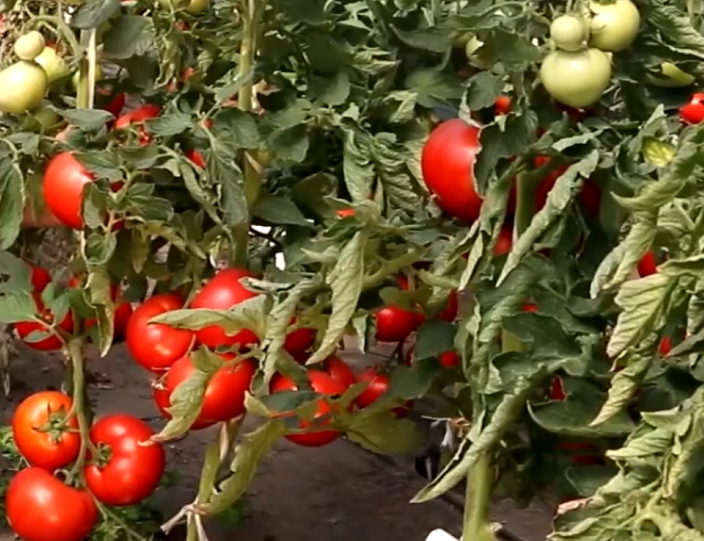 Самые ранние сорта и гибриды томатов (детерминантные)