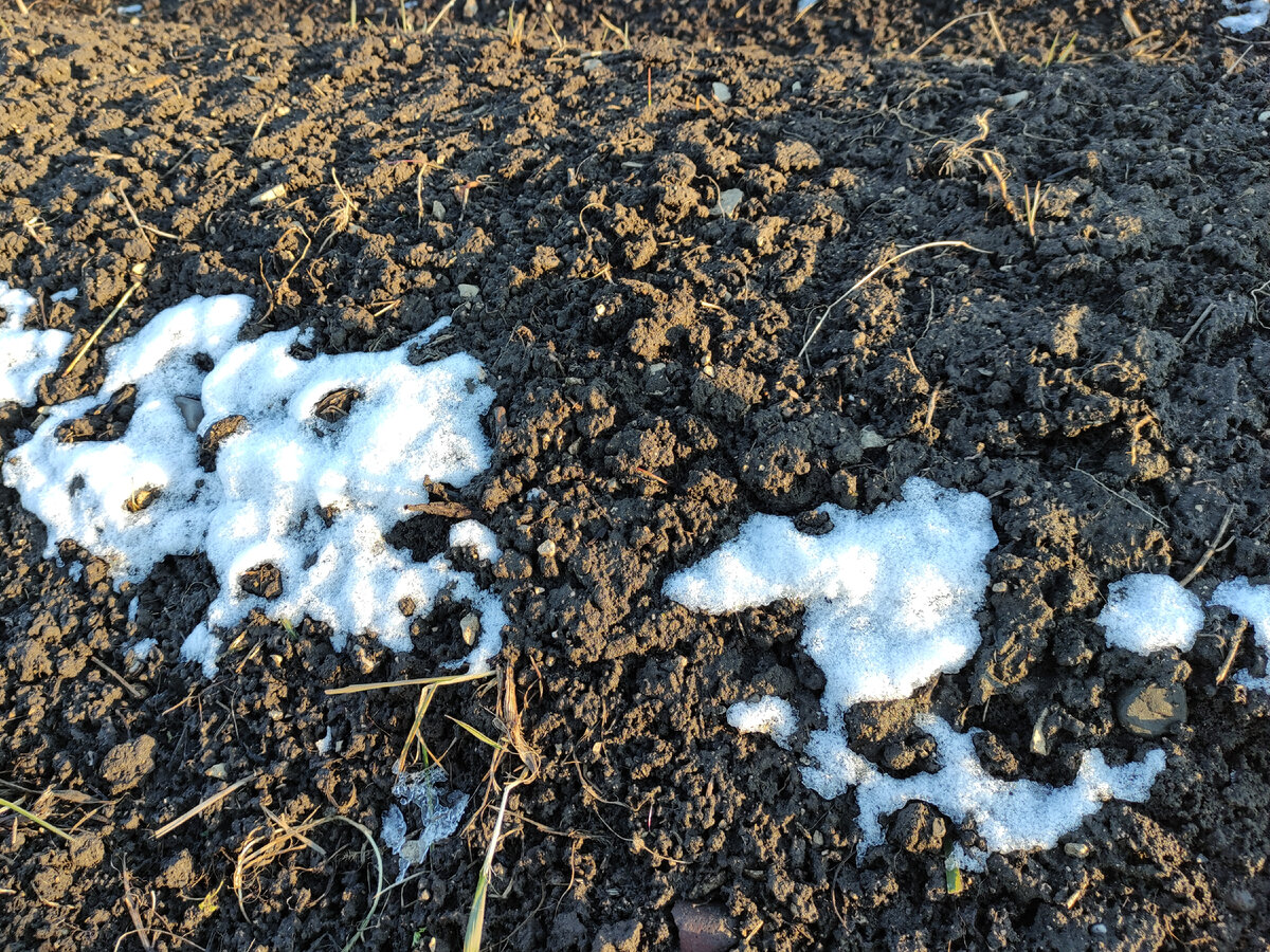 А на этой грядке мульчи нет и снега тоже нет