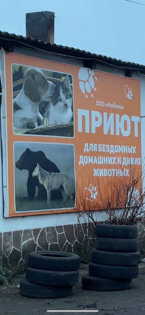 отлов. откуда периодически спасаем бездомышей