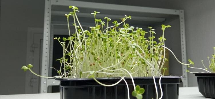 | Фото: ИА "Тюменская линия"