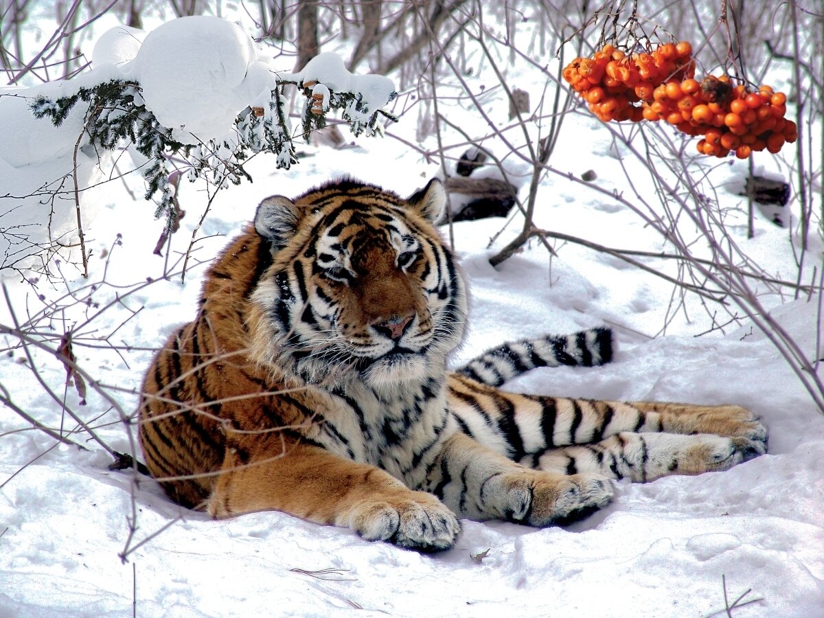 Амурский тигр.        Фото из открытых источников