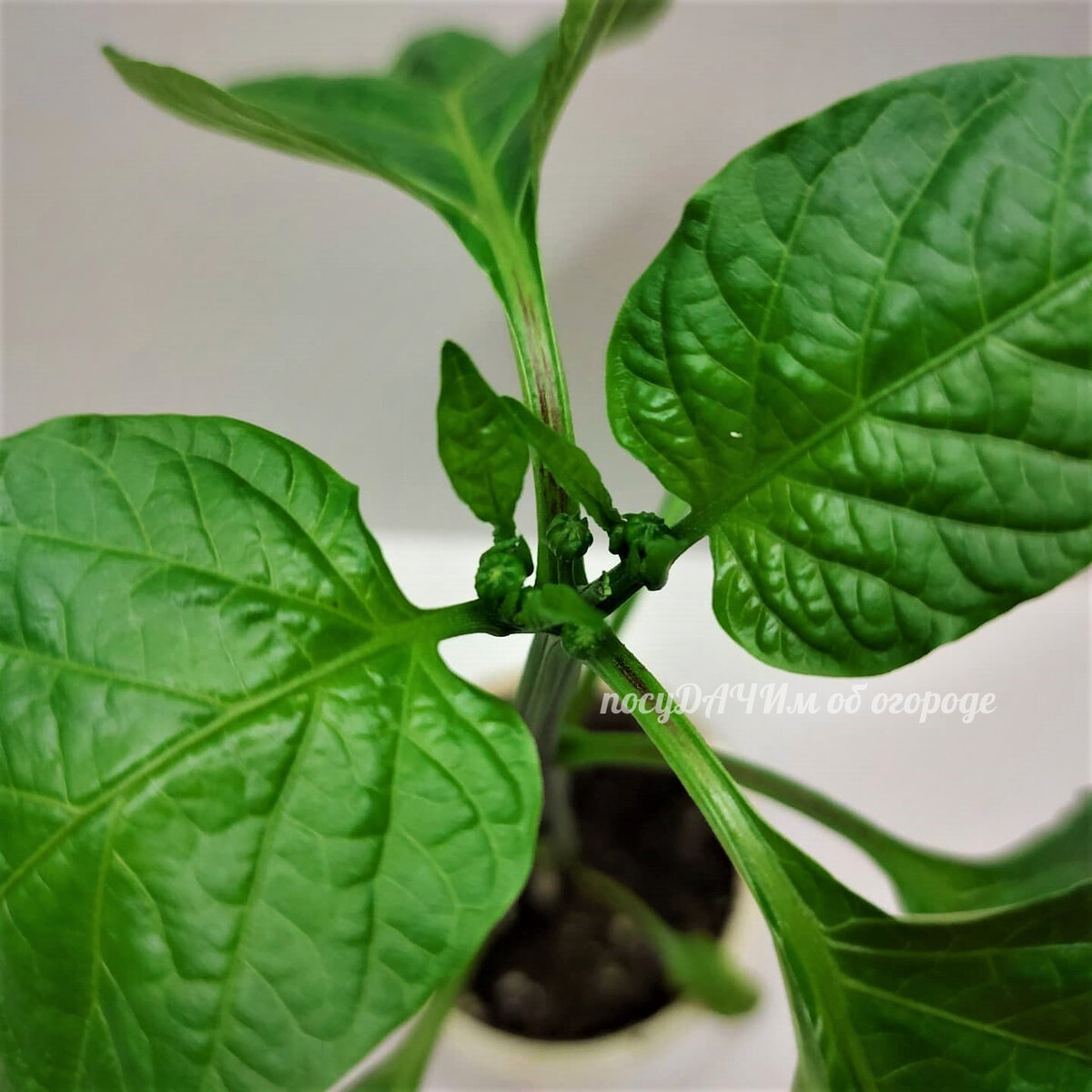 Как только перцы завяжут бутоны - никаких подкормок! 