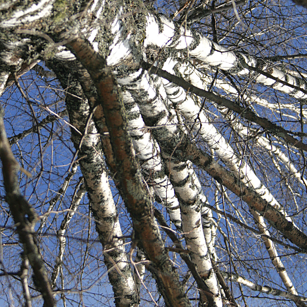 Берёза из Березино