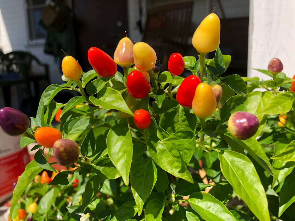 Летом на веранде. Фото автора.