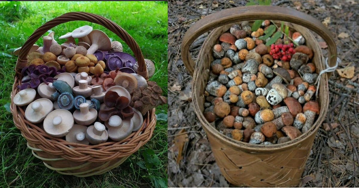 Коллаж из фото группы ВК "Грибы России" и "Лес для Души"