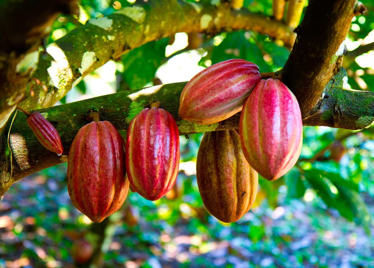 Какао-бобы на какао-дереве.