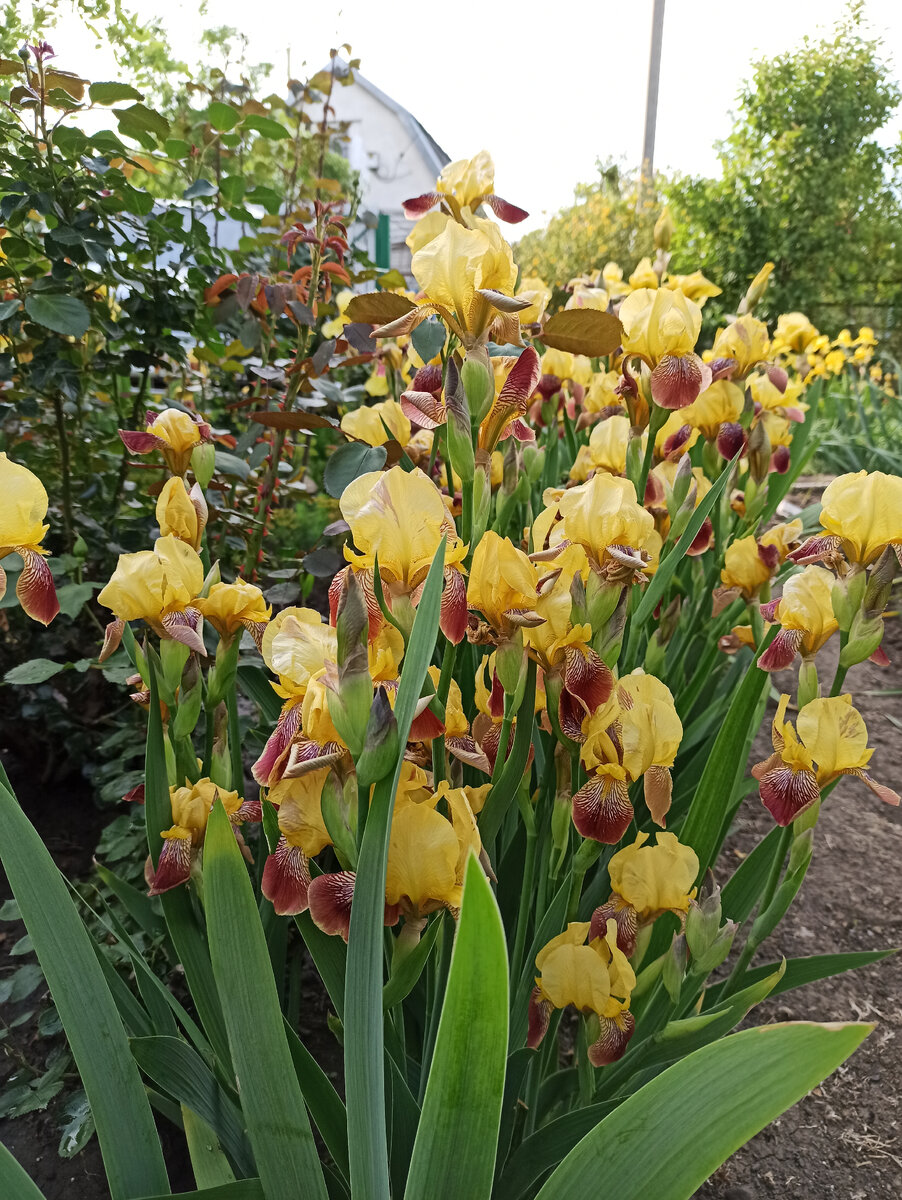 Ирисы, которыми со мной поделилась мама