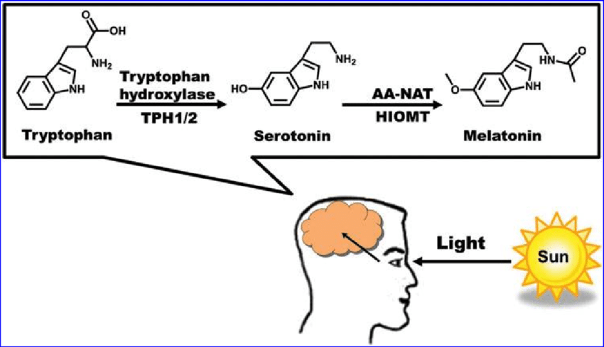 https://www.researchgate.net/figure/Melatonin-synthesis-in-the-brain-Synthesis-of-melatonin-from-tryptophan-is-initiated-by_fig3_257645938