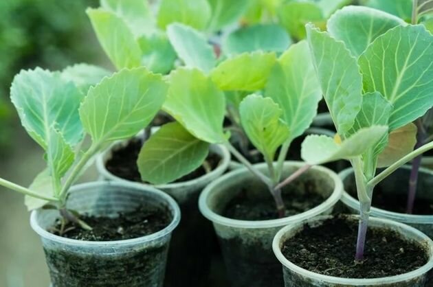 как вырастить крепкую рассаду капусты