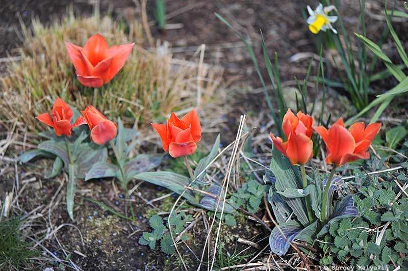 Тюльпан Грейга Calypso. 3 фото, листайте