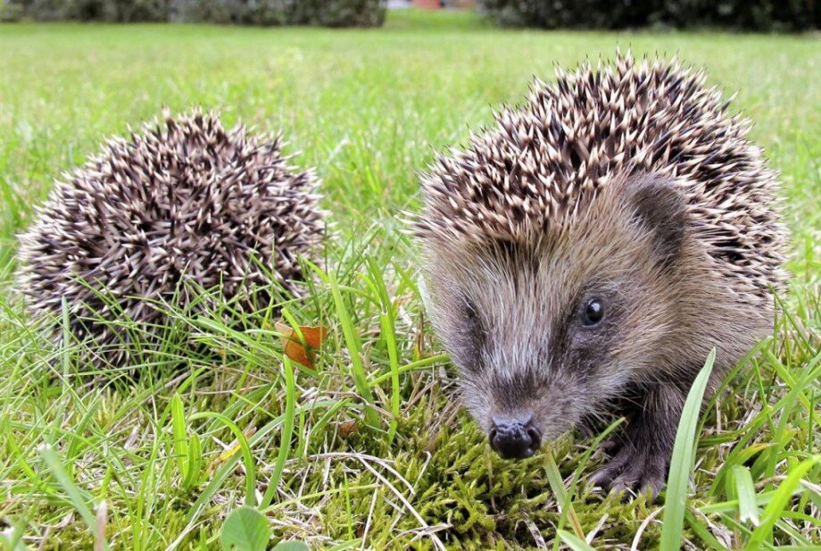 погладить ежа. ушастый ёж в спячке. жив ли ежик. еж с ежатами. белобрюхий ёж.
