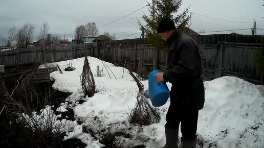 Весенняя закалка смородины