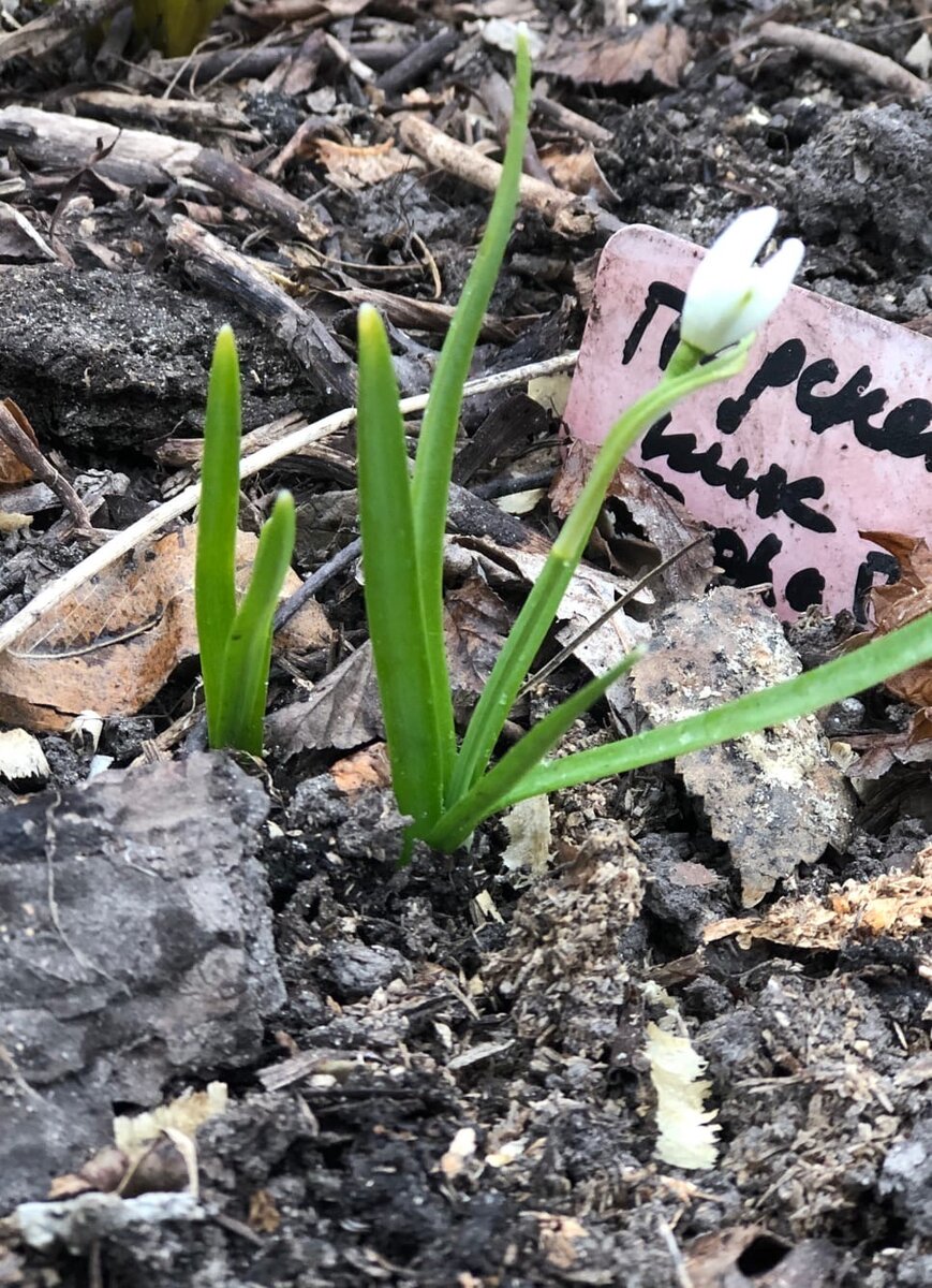Подснежник белоснежный var. Flore Pleno так и не раскрылся