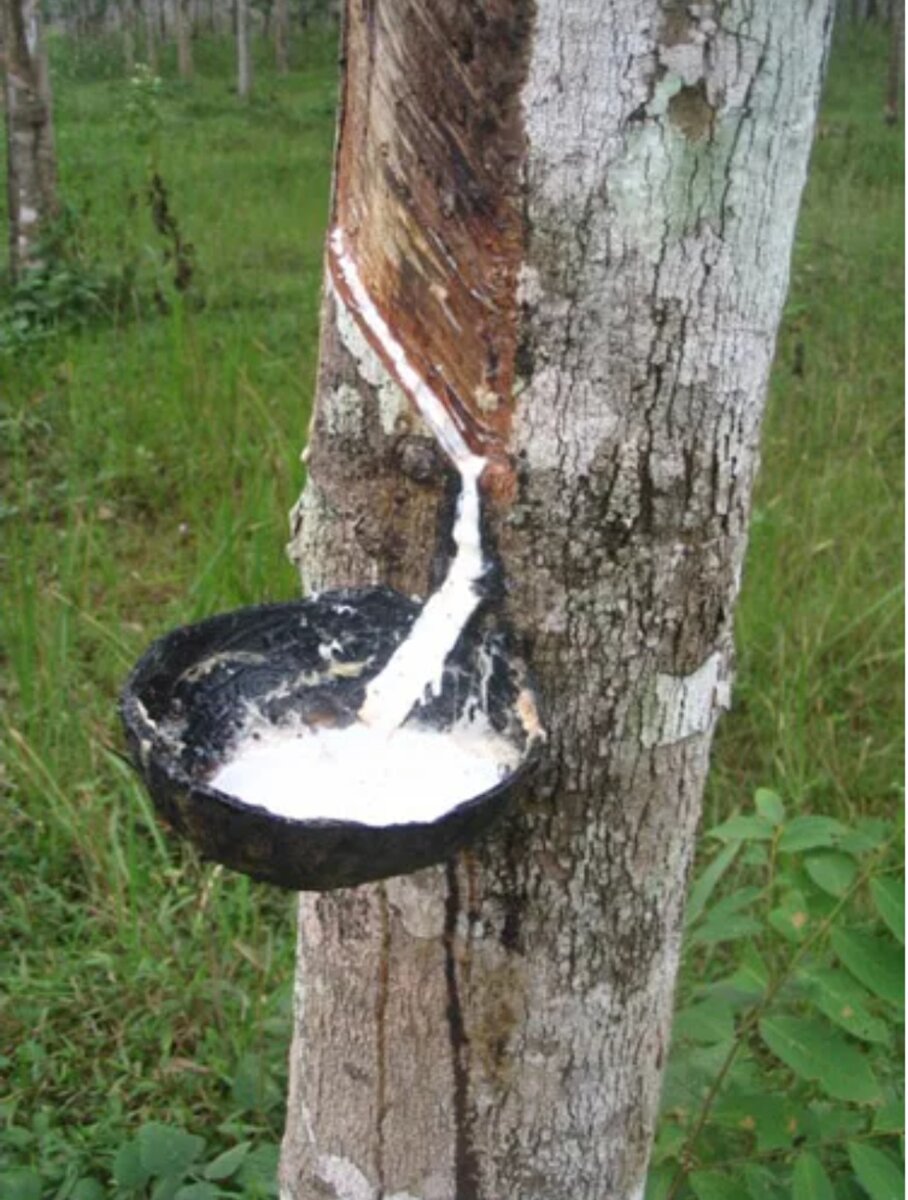 гутттаперча