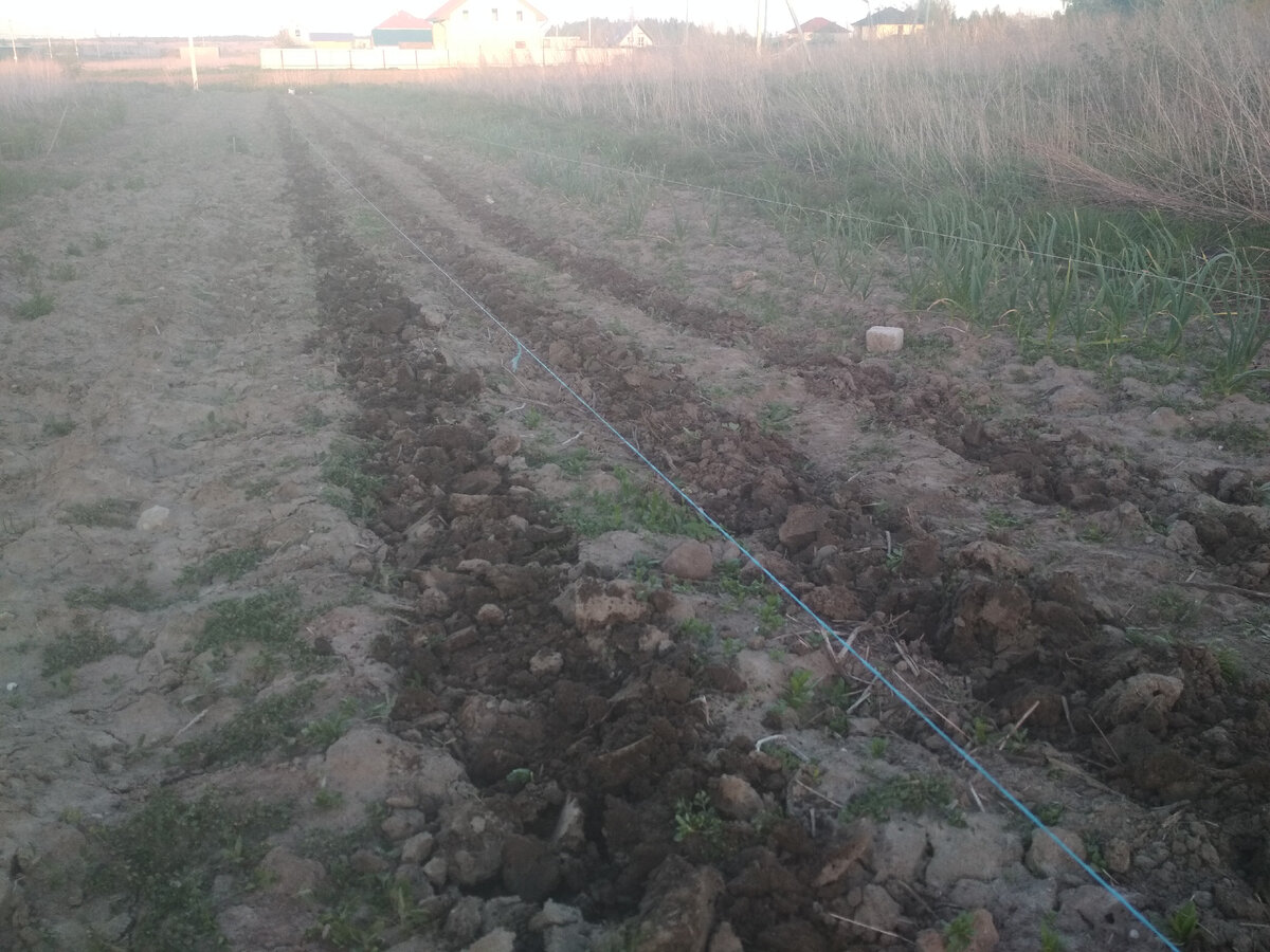 Посадили первые три рядка картошки.