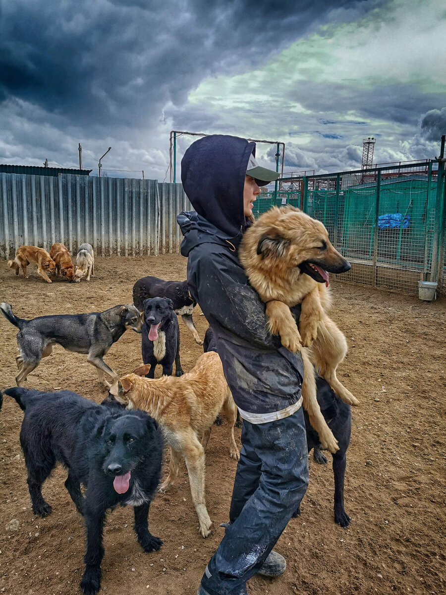 Приют большой. Приют для собак в Подмосковье. Огромный приют. Ближайший приют. Кожуховский приют.