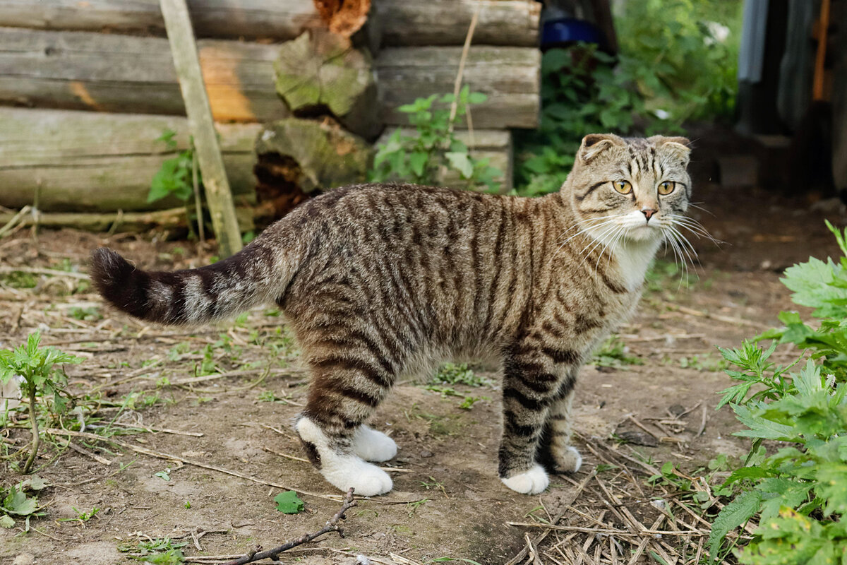 Как деревенские коты и кошки общаются между собой | Приключения натуралиста  | Дзен