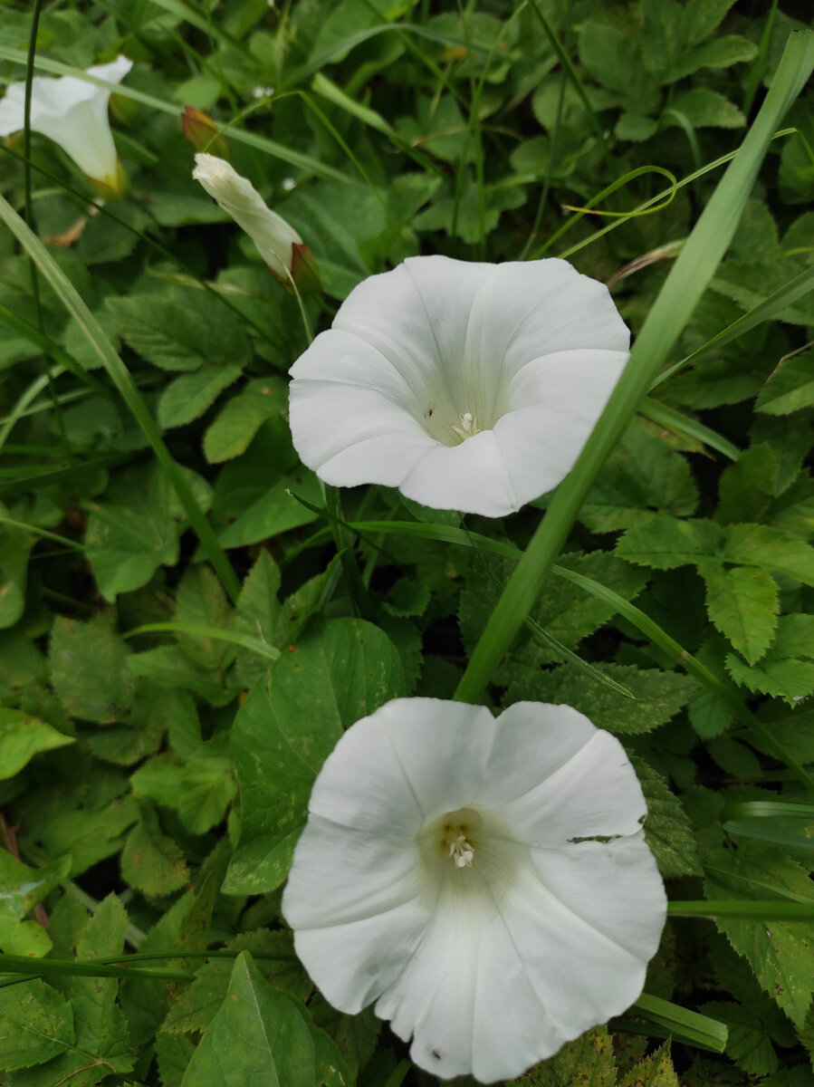 Convolvulus arvensis.