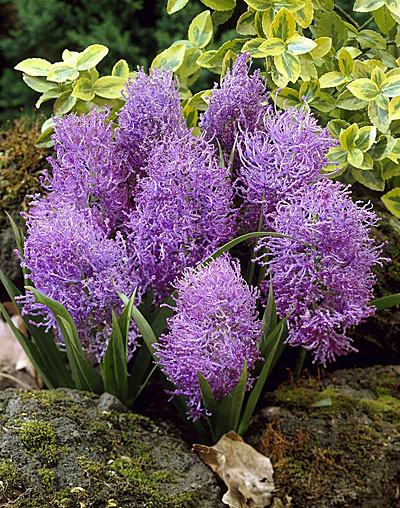 Мускари Хохлатый Плюмозум – изящное многолетнее растение, служащее для разнообразия сада и красивого оформления букетов. Стебель короткий, без листьев, верхушка его усыпана очень мелкими цветами в форме звездочек и маленьких колокольчиков. Цветок махровый, нежного фиолетового цвета. Цветение обычно начинается в мае.