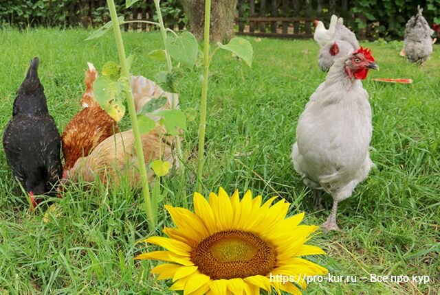 Поделка курица из семечек | Детские поделки, Поделки, Пластилин