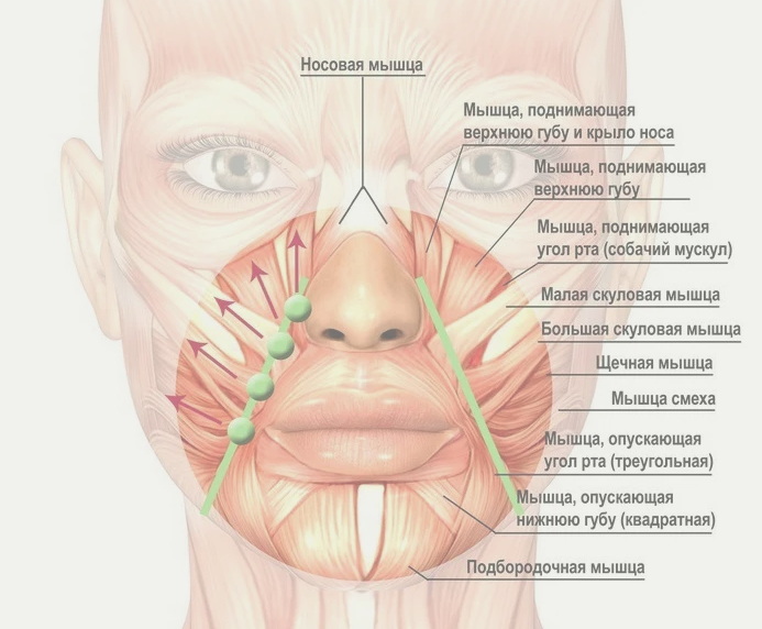 Поднимающая верхнюю губу и крыло носа. Мышца поднимающая верхнюю губу и крыло носа. Мышца поднимающая верхнюю губу функции. Крыло носа анатомия.