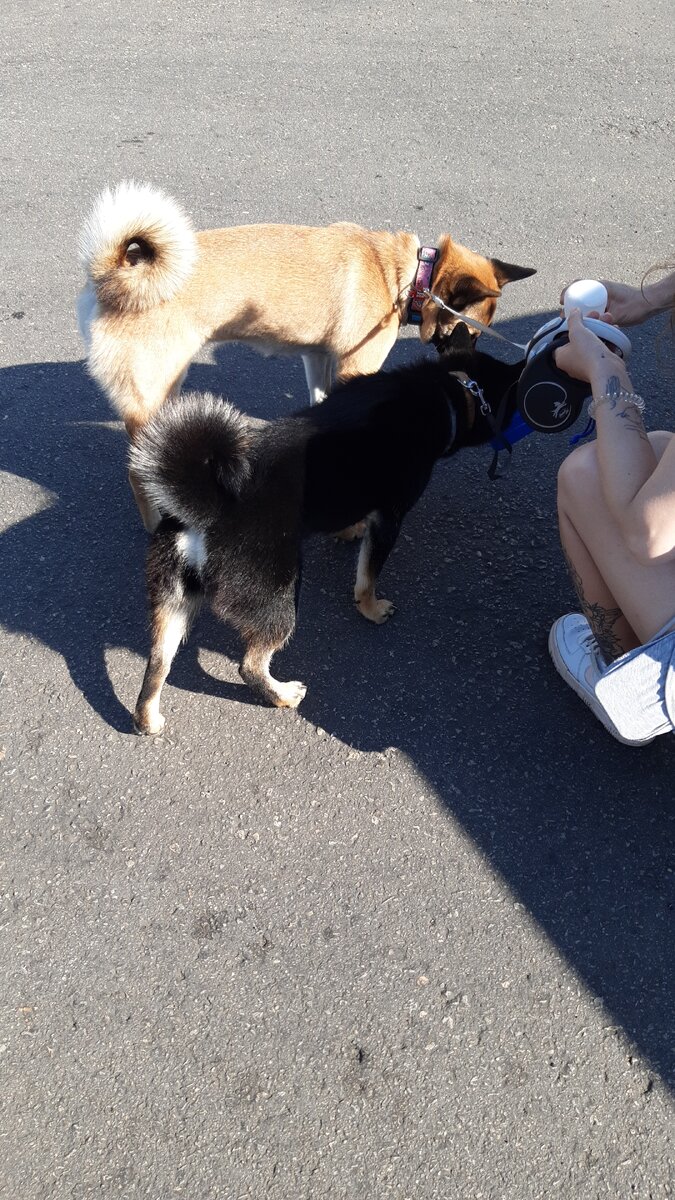 Водопой на остановке