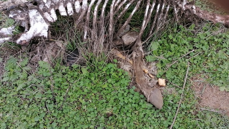 Фото: Северо-Кавказское межрегиональное управление Россельхознадзора