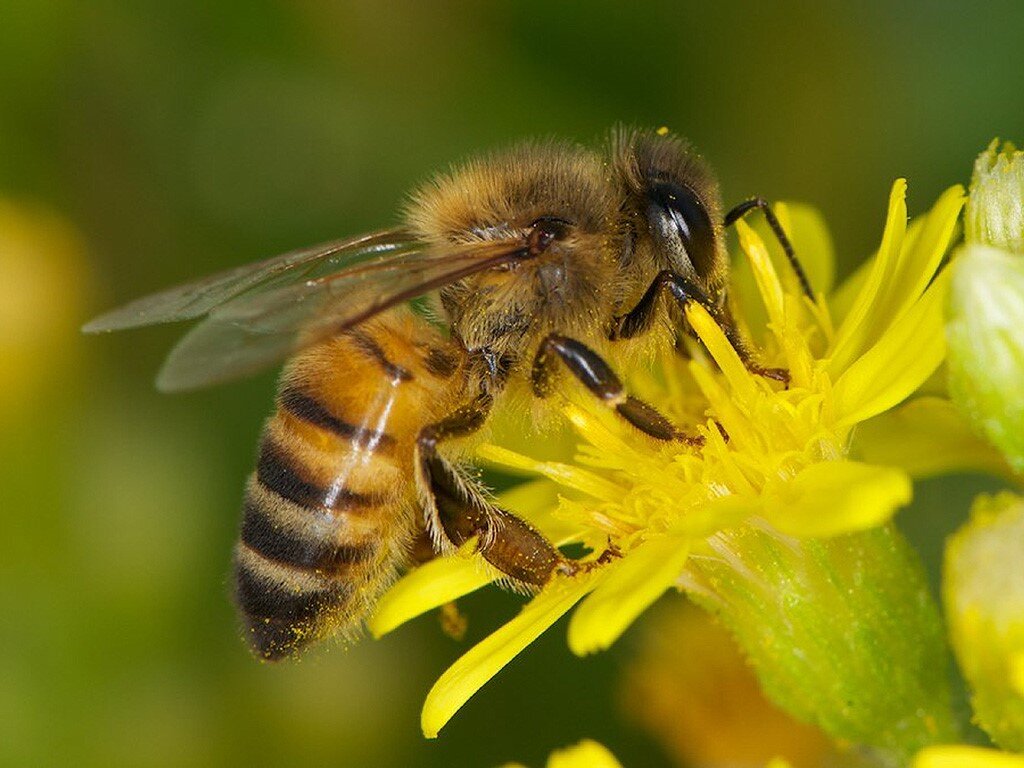 Медоносная пчела в процессе сбора цветочной пыльцы
