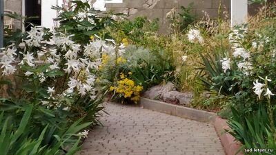 Цветёт белоснежная лилия. Фото автора