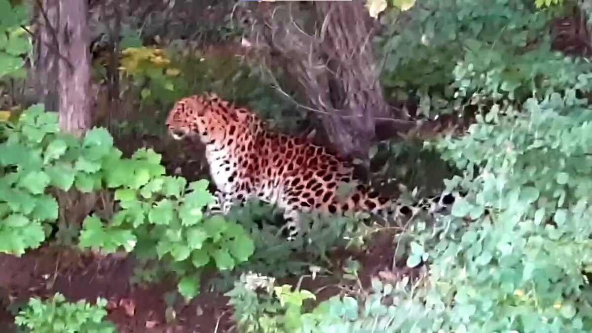     Знаменитого леопарда-первопроходца заметили недалеко от Уссурийска, более чем в 50 км от нацпарка «Земля леопарда». Пятнистый хищник впервые настолько отдалился от основных мест обитания.