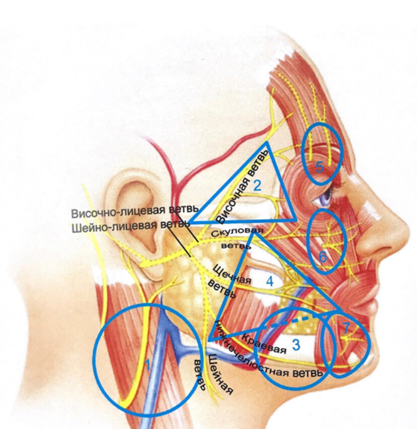 Декомпрессия лицевого нерва. Опасные зоны лица в косметологии. Микрососудистая декомпрессия тройничного нерва. Инфраорбитального нерва.