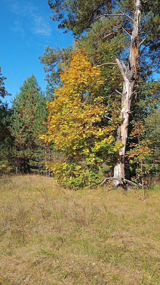 Тихо льётся с клёнов листьев медь...